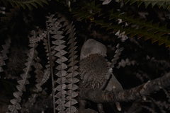 Banksia candolleana