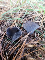 Pseudohydnum orbiculare