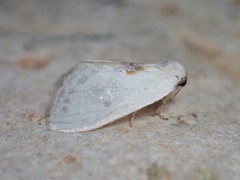 Cilix hispanica