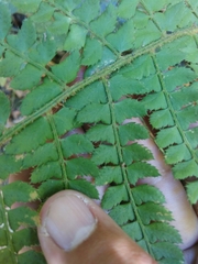 Polystichum setiferum