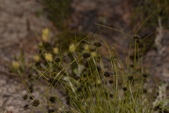 Schoenus curvifolius