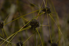 Schoenus curvifolius