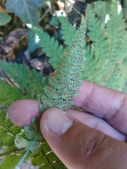 Polystichum setiferum