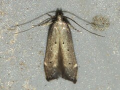 Perimede ricina
