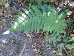 Polystichum setiferum