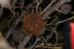 Banksia candolleana