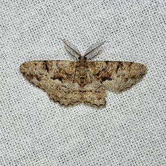 Hypomecis externaria