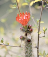Corryocactus erectus