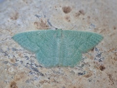 Phaiogramma faustinata