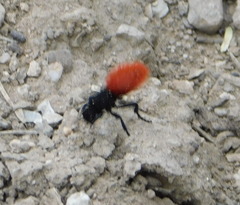 Dasymutilla magnifica