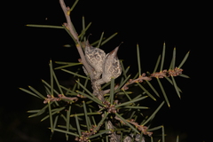 Hakea psilorrhyncha