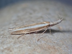 Pleurota aristella