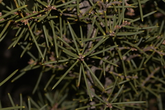 Hakea psilorrhyncha
