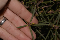 Hakea psilorrhyncha