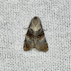 Acatapaustus leucospila
