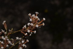Lysinema pentapetalum