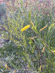 Acacia richardsii