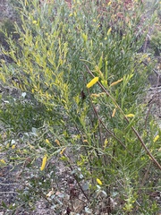 Acacia richardsii