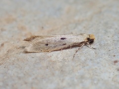Tinea trinotella