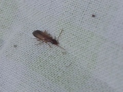 Paradromius