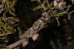 Leptospermum spinescens