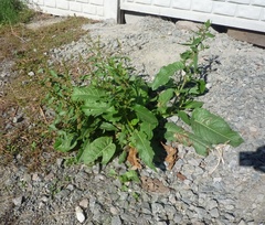 Rumex obtusifolius obtusifolius