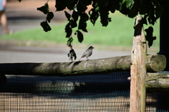 Phoenicurus ochruros