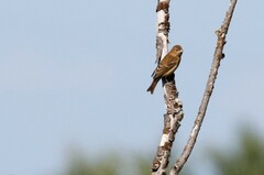 Carpodacus erythrinus grebnitskii
