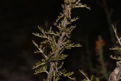 Leptospermum spinescens