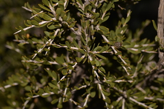 Leptospermum spinescens