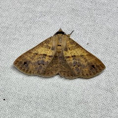 Ophyx eurrhoa