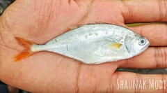 Scomberoides