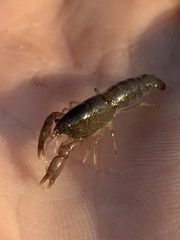 Tenuibranchiurus glypticus