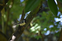 Parus major