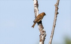 Carpodacus erythrinus grebnitskii