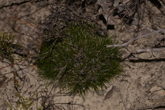 Schoenus clandestinus