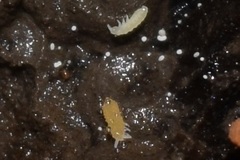 Bilobella