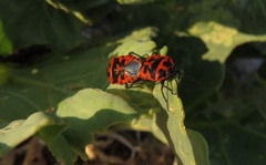 Eurydema spectabilis