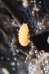 Bilobella