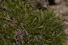 Schoenus clandestinus