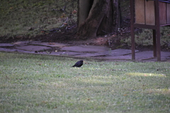 Turdus merula