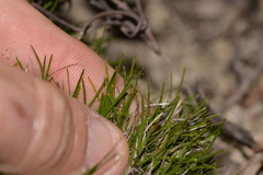 Schoenus clandestinus