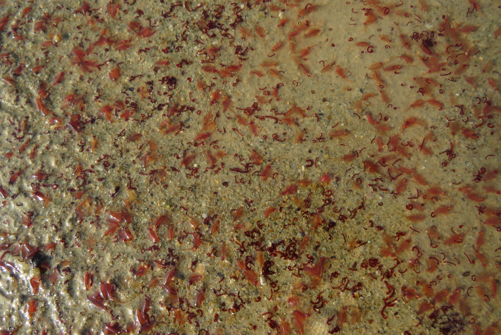 Artemia salina (Linnaeus, 1758)