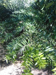 Araucaria bidwillii