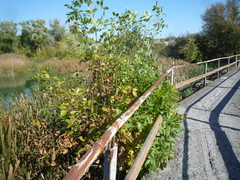Fraxinus pennsylvanica lanceolata