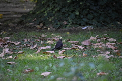 Turdus merula