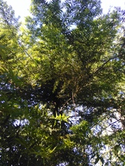 Araucaria bidwillii