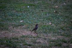 Phoenicurus ochruros