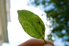 Phytomyza agromyzina group
