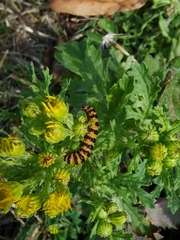 Tyria jacobaeae